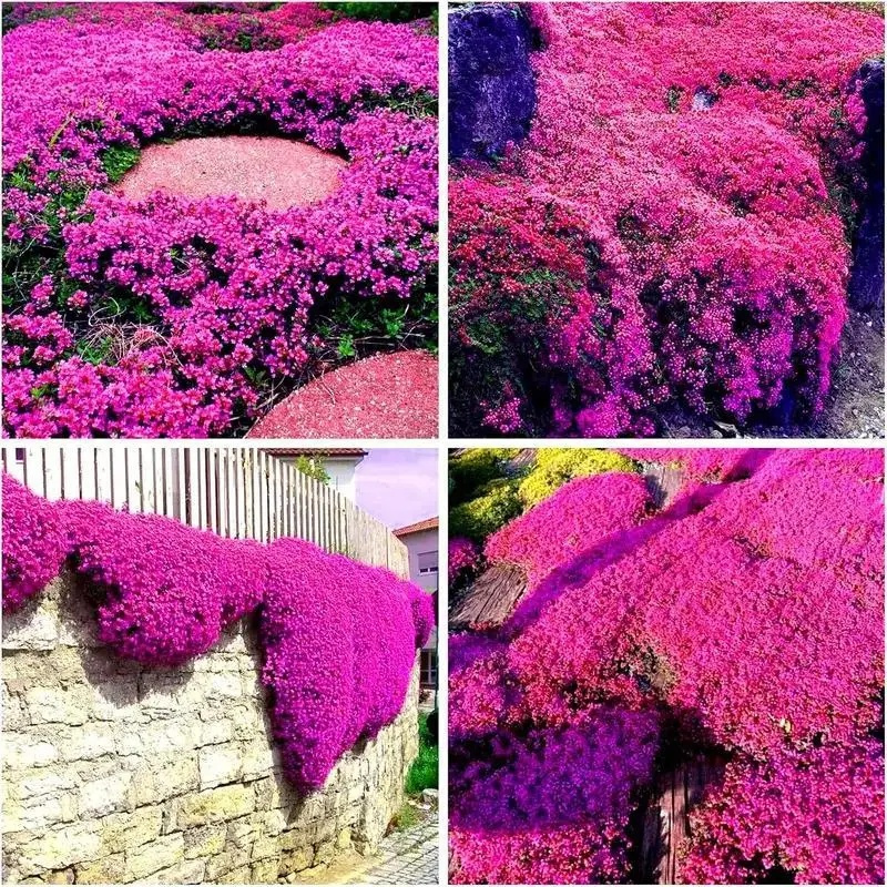 "Heirloom Lavender Seeds - 3000+ Non-GMO Seeds for Fragrant Perennial Ground Cover" "Heirloom Lavender Seeds - 3000+ Non-GMO Seeds for Fragrant Perennial Ground Cover"