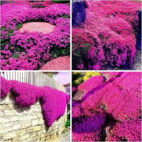"Heirloom Lavender Seeds - 3000+ Non-GMO Seeds for Fragrant Perennial Ground Cover" "Heirloom Lavender Seeds - 3000+ Non-GMO Seeds for Fragrant Perennial Ground Cover"